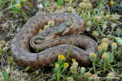 Vipera ammodytes