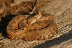 Vipera ammodytes