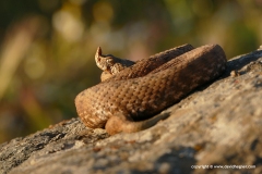 Vipera ammodytes