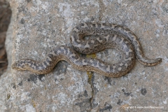 Eryx jaculus turcicus