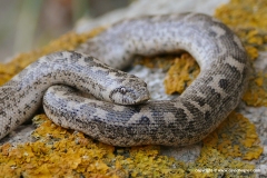 Eryx jaculus turcicus