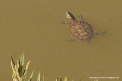 Mauremys rivulata