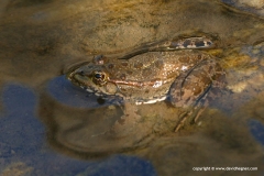 Pelophylax kurtmuelleri