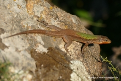 Podarcis erhardi naxensis