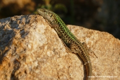 Podarcis erhardi naxensis