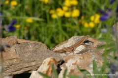 Podarcis erhardi naxensis
