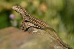 Podarcis erhardi naxensis
