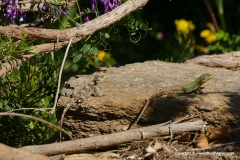 Laudakia stellio / Podarcis erhardi naxensis