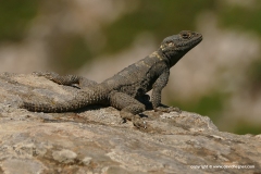 Laudakia stellio