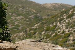 Laudakia stellio