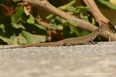 Podarcis erhardi naxensis