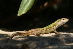 Podarcis erhardi naxensis