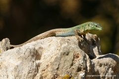Podarcis erhardi naxensis