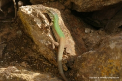 Podarcis erhardi naxensis