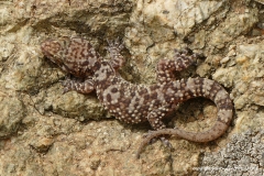 Hemidactylus turcicus