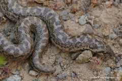 Eryx jaculus turcicus