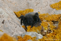Eresus walckenaeri