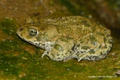 Bufotes viridis