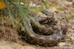 Vipera ammodytes