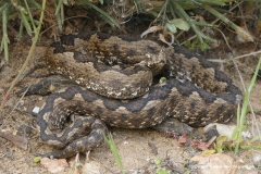 Vipera ammodytes