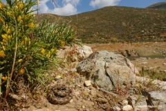 Vipera ammodytes