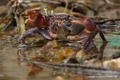 Potamon fluviatile
