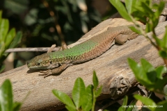 Podarcis erhardi naxensis