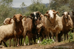 Sheep