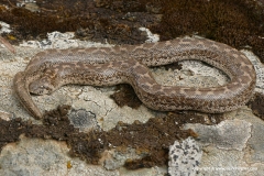 Eryx jaculus turcicus