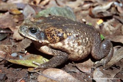 Rhinella marina