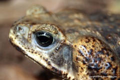 Rhinella marina