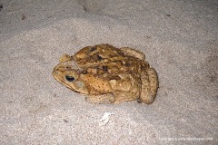 Rhinella marina