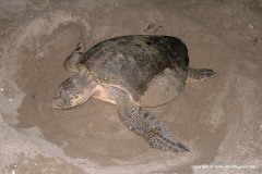 Lepidochelys olivacea