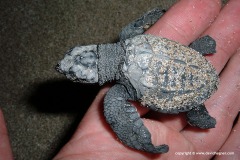 Lepidochelys olivacea