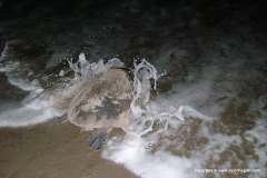 Lepidochelys olivacea