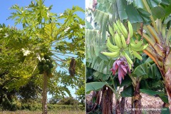 Ometepe Is.