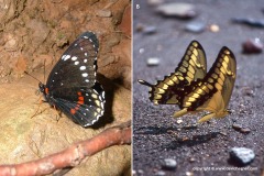 Lepidoptera sp.