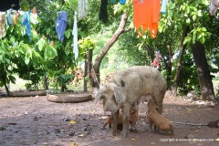 Ometepe Is.