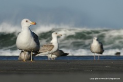 Seagulls