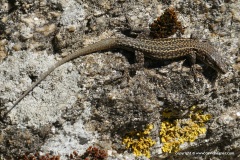 Podarcis guadarramae
