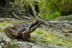 Rana iberica