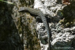 Podarcis guadarramae