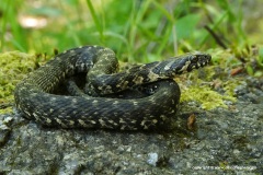 Natrix maura