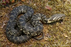 Natrix maura