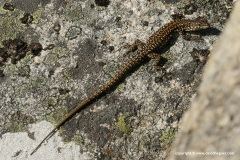Podarcis guadarramae