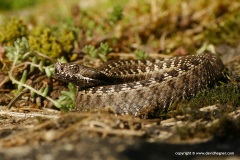 Vipera latastei