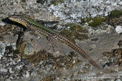 Podarcis bocagei