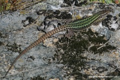 Podarcis bocagei