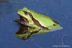 Hyla molleri