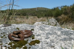 Coronella austrica